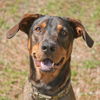 Burberry the Shepherd