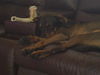Burberry the Shepherd