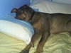 Burberry the Shepherd
