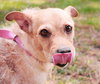 Bobby the 3 Legged Jack Russell