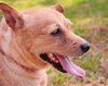 Bobby the 3 Legged Jack Russell
