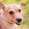 Bobby the 3 Legged Jack Russell