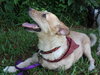 Bobby the 3 Legged Jack Russell