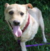 Bobby the 3 Legged Jack Russell