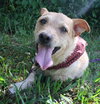 Bobby the 3 Legged Jack Russell