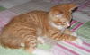 Max the Kitten
