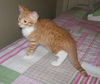 Max the Kitten