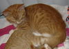 Max the Kitten