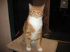 Max the Kitten