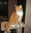 Max the Kitten