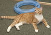 Max the Kitten