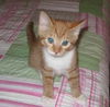 Teddy the Kitten