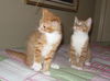 Teddy the Kitten