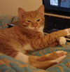 Teddy the Kitten
