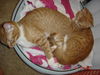 Teddy the Kitten
