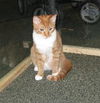 Teddy the Kitten