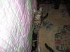 Lexi the Kitten