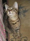 Lexi the Kitten