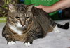 Kitty - Declawed