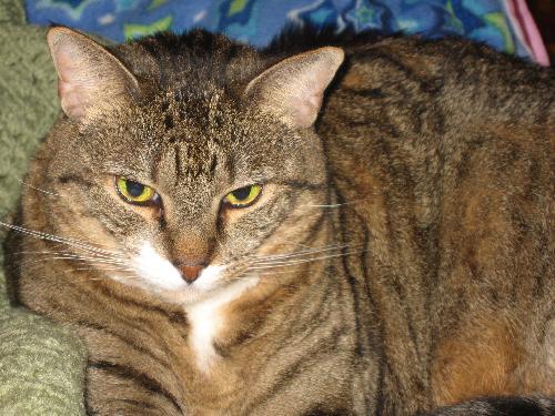 Kitty - Declawed