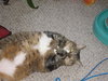 Kitty - Declawed