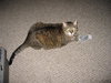 Kitty - Declawed