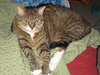 Kitty - Declawed
