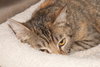 Kitty - Declawed