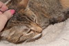 Kitty - Declawed