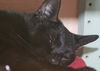 Vanilla the Handsome & Social Boy