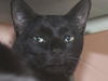 Vanilla the Handsome & Social Boy