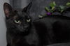 Vanilla the Handsome & Social Boy