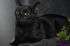 Vanilla the Handsome & Social Boy