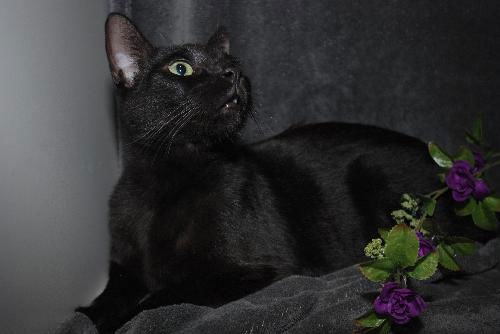 Vanilla the Handsome & Social Boy