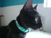 Vanilla the Handsome & Social Boy