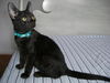 Vanilla the Handsome & Social Boy