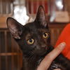 Vanilla the Handsome & Social Boy