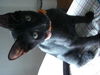 Cappacino the kitten