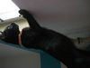Cappacino the kitten