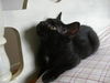 Chocolate the kitten