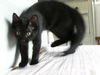 Chocolate the kitten