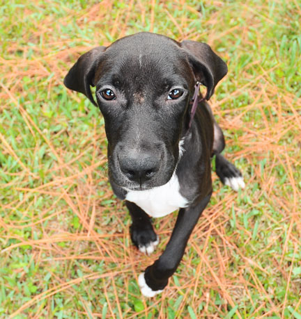 Cashew the Lab Puppy