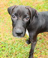 Cashew the Lab Puppy
