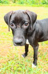 Cashew the Lab Puppy