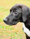 Cashew the Lab Puppy