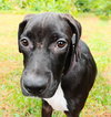 Cashew the Lab Puppy