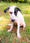 Pongo the Dalmation Mix Puppy (Video)