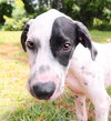 Pongo the Dalmation Mix Puppy (Video)
