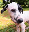 Pongo the Dalmation Mix Puppy (Video)