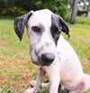 Pongo the Dalmation Mix Puppy (Video)